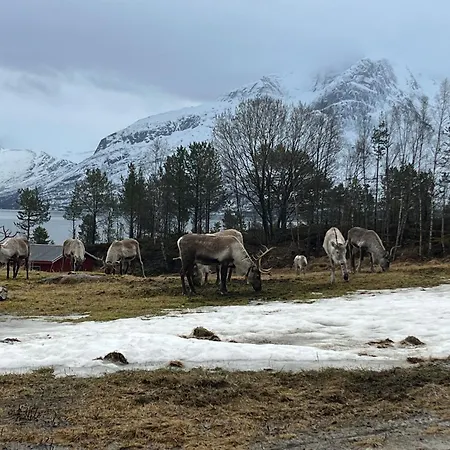 Efjord And Stetind - Stetind Ballangen